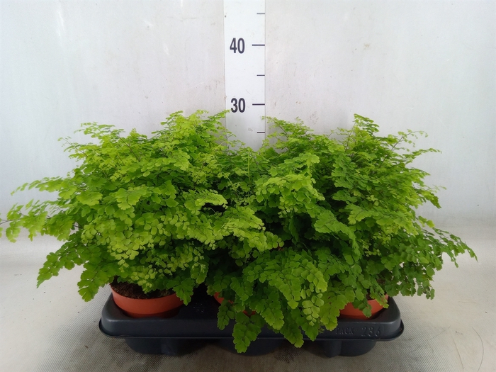 <h4>Adiantum raddi. 'Fritz-Luthi'</h4>