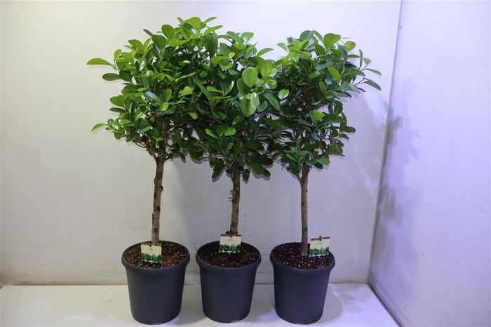 <h4>Fic Mi Moclame</h4>