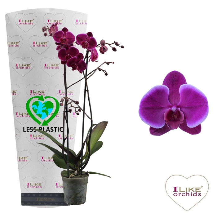 <h4>Phalaenopsis Starsailor - 2 tak 60cm (Less Plastic)</h4>
