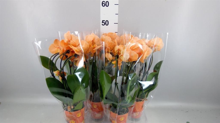<h4>Phalaenopsis   ...</h4>