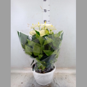 Anthurium andr. 'Cocos'