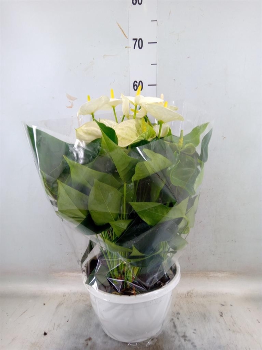 <h4>Anthurium andr. 'Cocos'</h4>