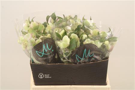 <h4>Hell Mammoth White</h4>