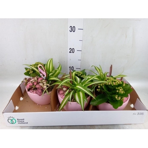 Arr.    Planten  L%