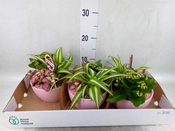 <h4>Arr.    Planten  L%</h4>