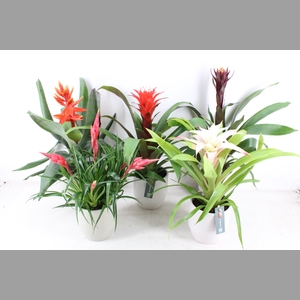 arr3 BS - Ker. Green palma mix bromelia