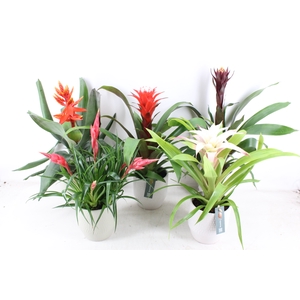 arr3 BS - Ker. Green palma mix bromelia
