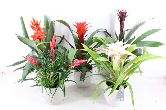 <h4>arr3 BS - Ker. Green palma mix bromelia</h4>