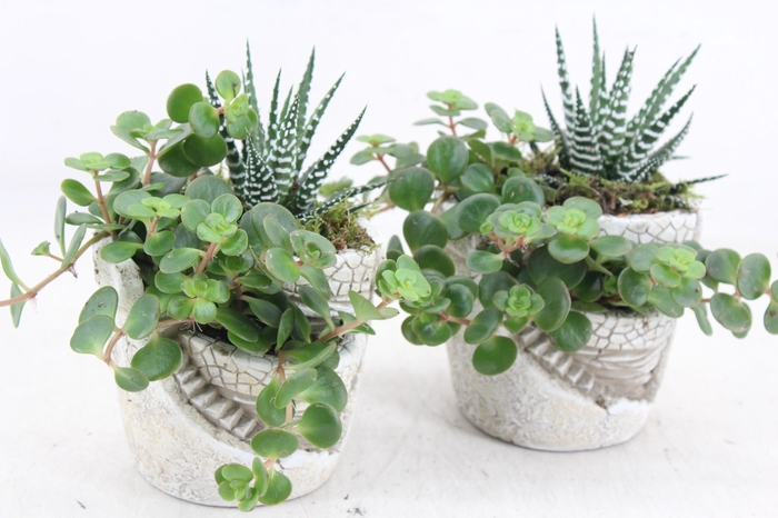 <h4>arr3 SN - Tower garden x8</h4>