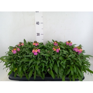 Erysimum  'Leya Orange Glow'