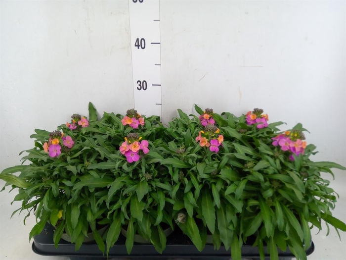 <h4>Erysimum  'Leya Orange Glow'</h4>