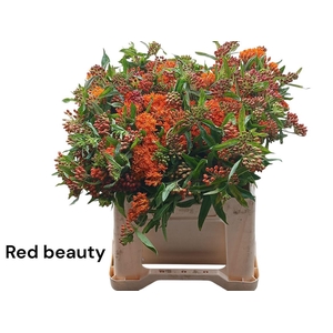 Ascl T Red Beauty
