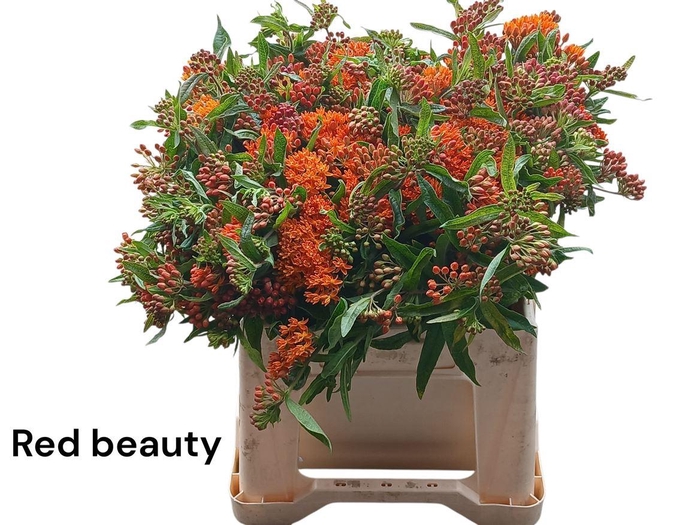 <h4>Ascl T Red Beauty</h4>
