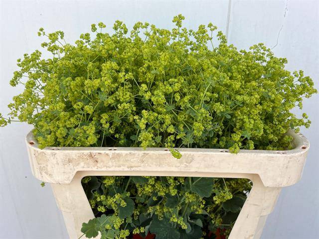 <h4>Alchemilla robustica</h4>