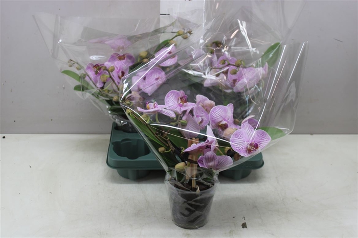 <h4>Phal Meander Pink</h4>