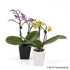 PHALAENOPSIS-HYBRID