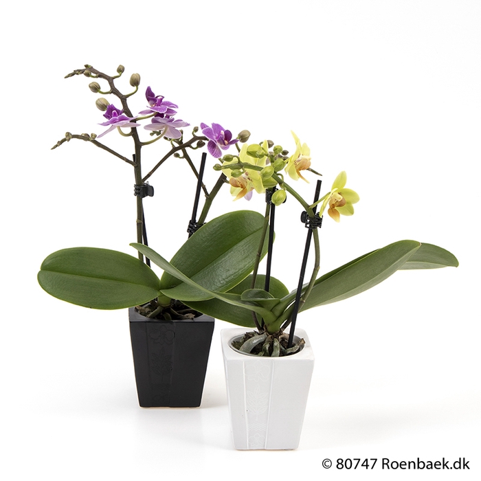 PHALAENOPSIS-HYBRID
