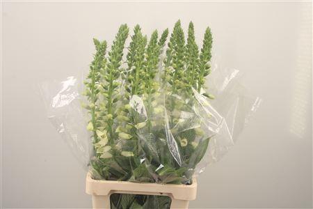 <h4>Digitalis Camelot Lavendel</h4>