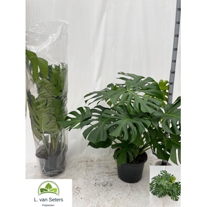 MONSTERA DELICIOSA