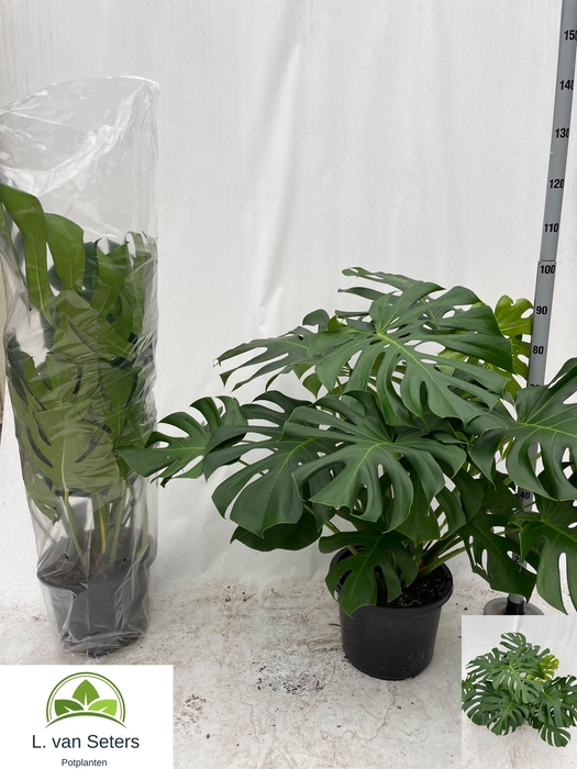 <h4>MONSTERA DELICIOSA</h4>