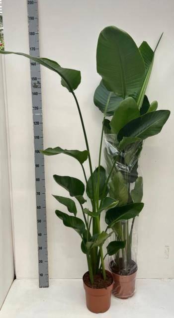 <h4>STRELITZIA NICOLAI</h4>