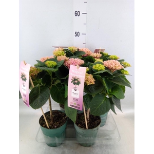 Hydrangea mac. 'Magical Revolution'
