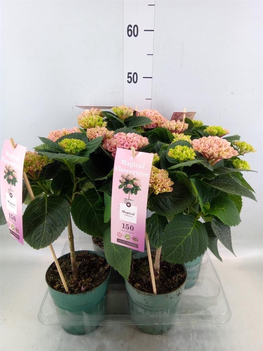 <h4>Hydrangea mac. 'Magical Revolution'</h4>