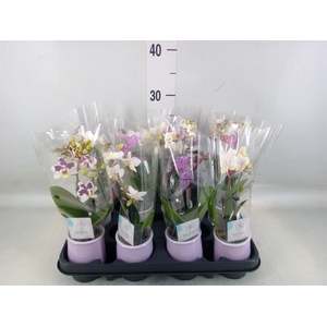 Phalaenopsis   ...mini