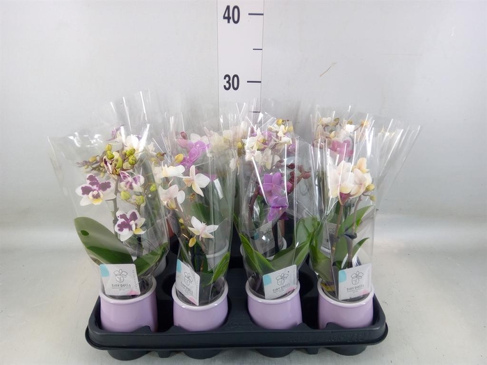 <h4>Phalaenopsis   ...mini</h4>