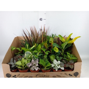 Planten Groen   ...mix 24