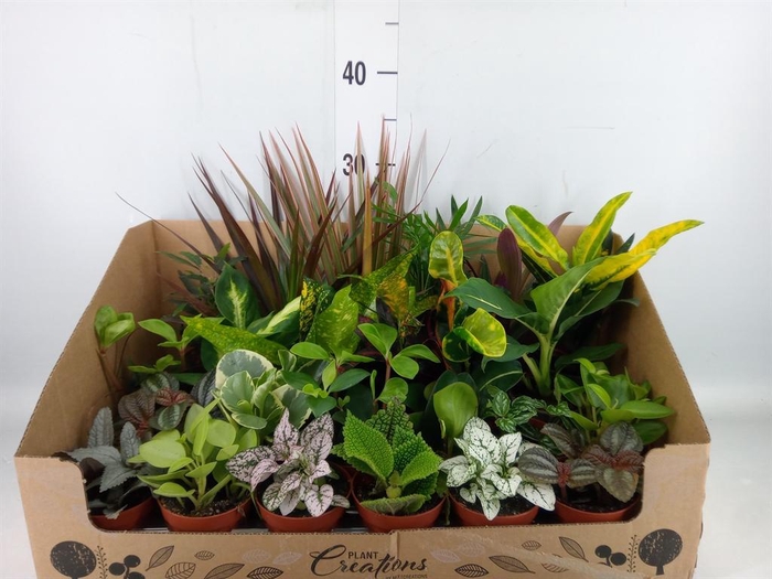 <h4>Planten Groen   ...mix 24</h4>