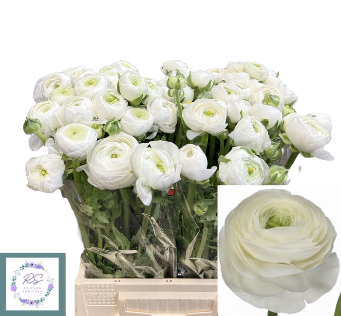 <h4>RAN SU CLOUD</h4>