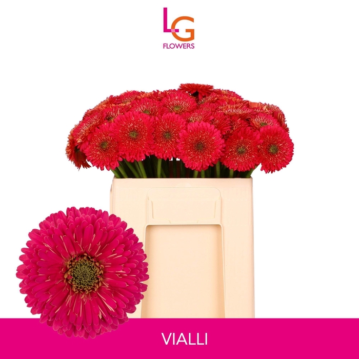 <h4>GE MB VIALLI</h4>