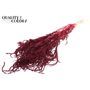 Hang Amaranthus ±70cm Preserved per bunch Bleached Burgundy