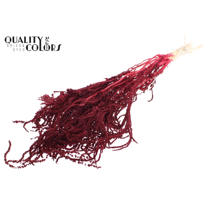 <h4>Hang Amaranthus ±70cm Preserved per bunch Bleached Burgundy</h4>