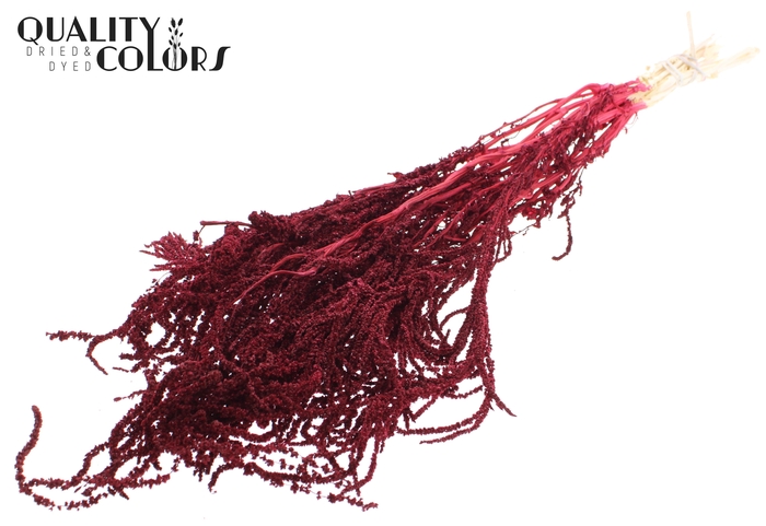 Hang Amaranthus ±70cm Preserved per bunch Bleached Burgundy