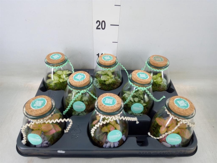 <h4>Arr.    Planten  L%</h4>