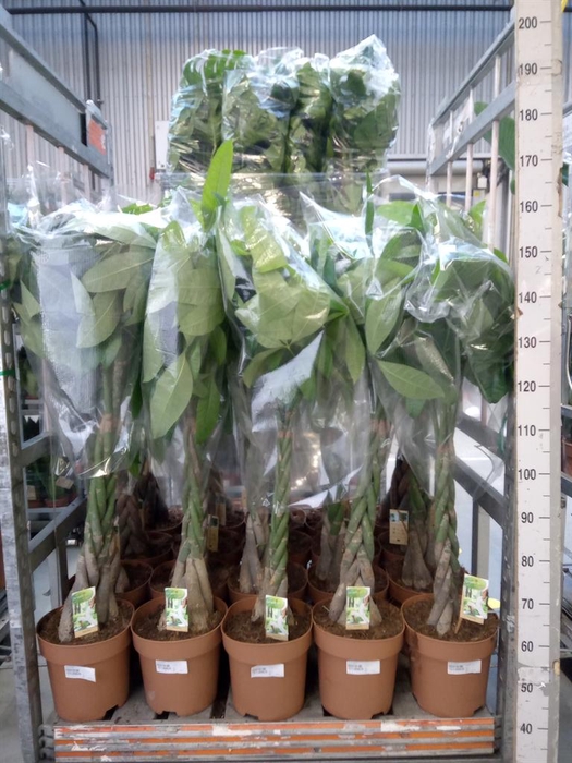 <h4>Pachira aquatica</h4>