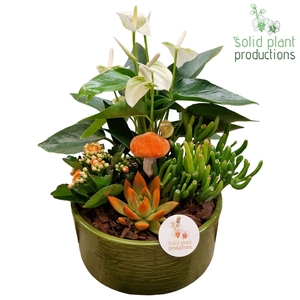 AE004 Stella Green Orange Echeveria