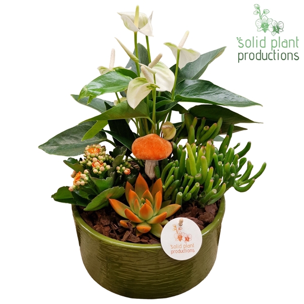 <h4>AE004 Stella Green Orange Echeveria</h4>