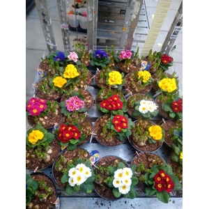 Arr.   Bol/Knolgewas L%