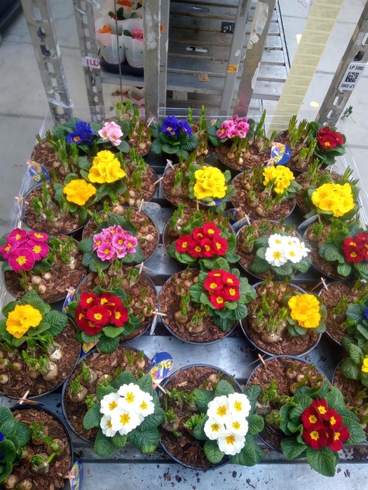 <h4>Arr.   Bol/Knolgewas L%</h4>