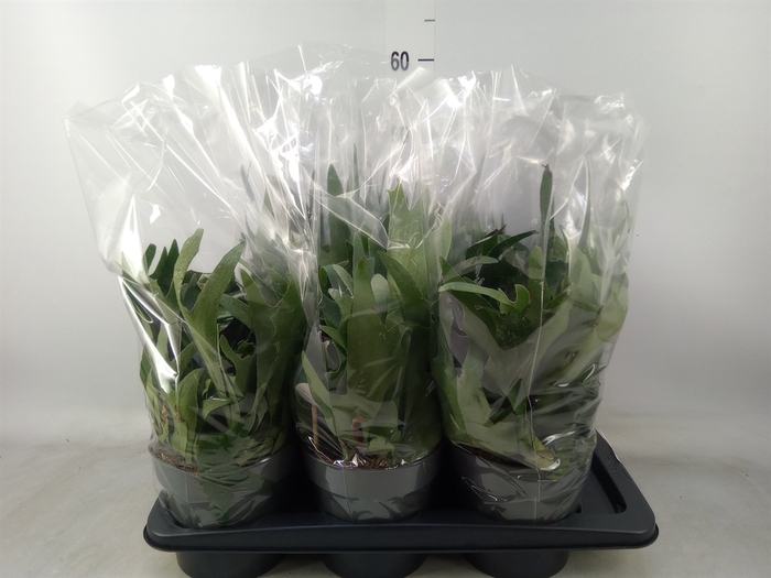 <h4>Platycerium bifurc.</h4>