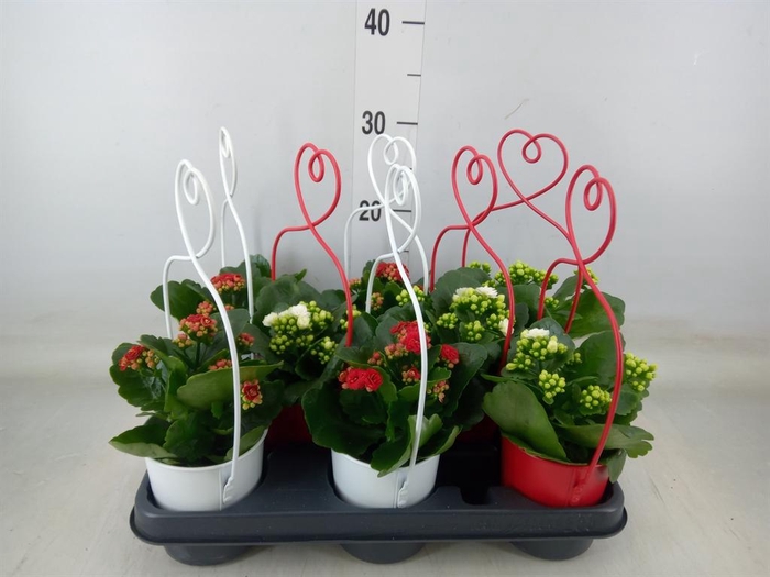 <h4>Arr.    Planten  L%</h4>