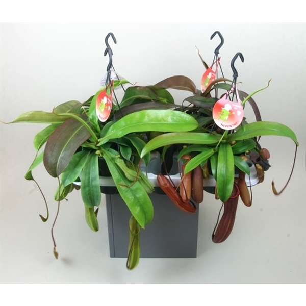 Nepenthes 'Gemengd'