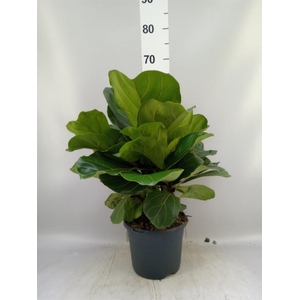 Ficus lyrata