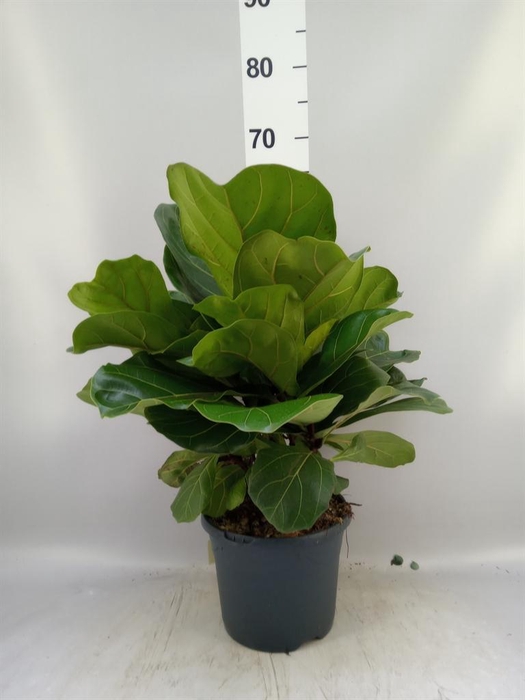 <h4>Ficus lyrata</h4>