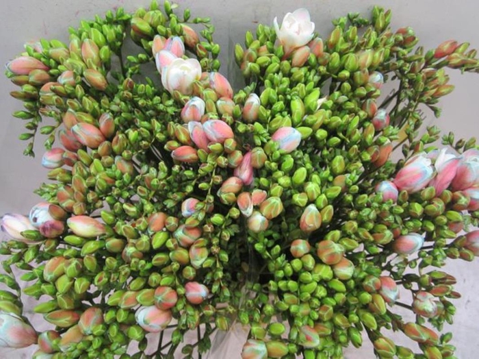 <h4>Fr Du Bubbelicious</h4>