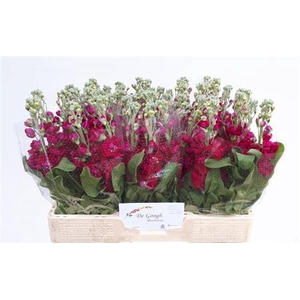 Matth Centum Red