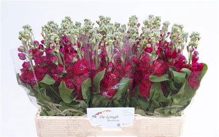 <h4>Matth Centum Red</h4>